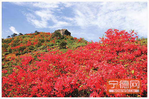 壽寧仙巖杜鵑花 曾良臻 攝