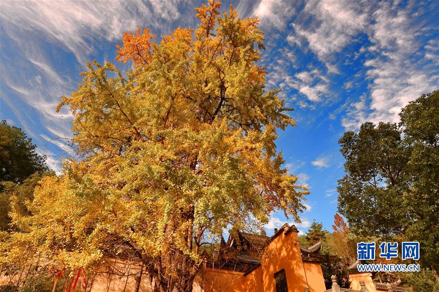 （環(huán)境）（1）初冬武夷 層林盡染 